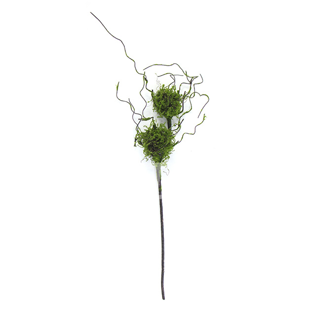 雙頭苔蘚鳥(niǎo)巢